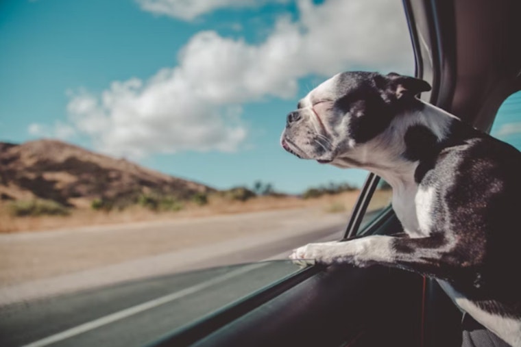Las Vegas Police Warn Pet Owners, Safeguard Your Animals During Extreme Heat