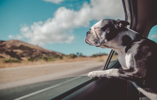 Las Vegas Police Warn Pet Owners, Safeguard Your Animals During Extreme Heat
