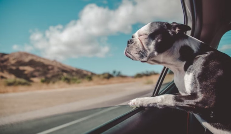 Las Vegas Police Warn Pet Owners, Safeguard Your Animals During Extreme Heat