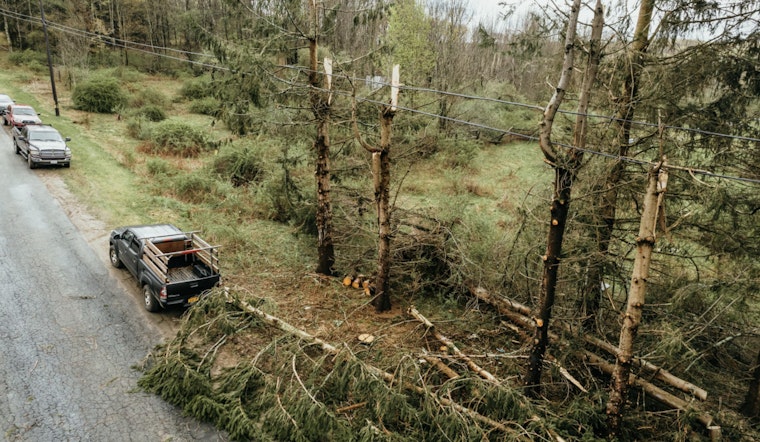 Las Vegas Valley Tree Services in Overdrive After Destructive Windstorm Uproots Trees and Topples Power Poles