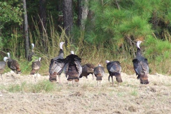 LDWF Encourages Public Participation in Louisiana's Online Wild Turkey Population Survey