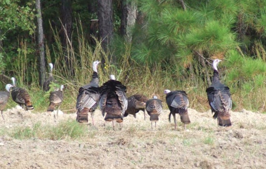 LDWF Encourages Public Participation in Louisiana's Online Wild Turkey Population Survey