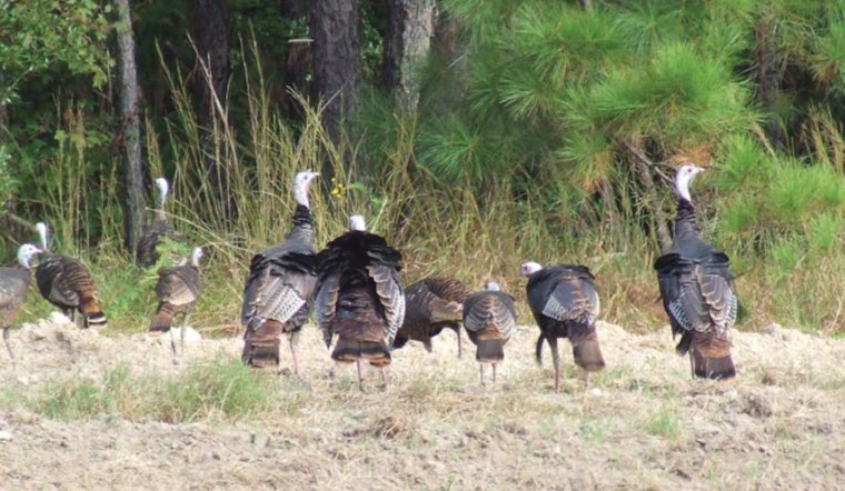 LDWF Encourages Public Participation in Louisiana's Online Wild Turkey Population Survey