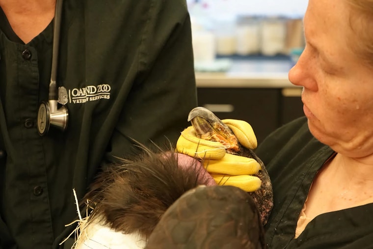 Lead Poisoning Kills Oakland Zoo's Famous Condor Named After Dr. Jane Goodall