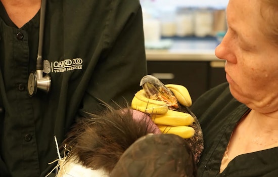 Lead Poisoning Kills Oakland Zoo's Famous Condor Named After Dr. Jane Goodall