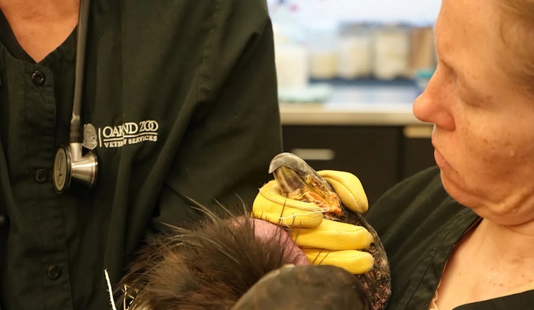 Lead Poisoning Kills Oakland Zoo's Famous Condor Named After Dr. Jane Goodall