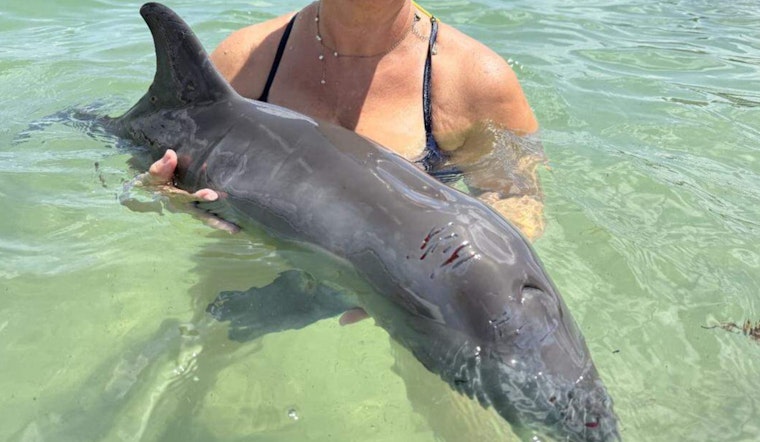 Lifeguards and Fire Rescue Crews Heroically Save Injured Dolphin Beached at Haulover Beach