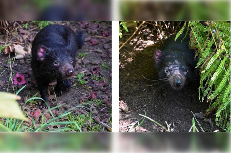 Los Angeles Zoo Celebrates Return of Tasmanian Devils After Five-Year Hiatus