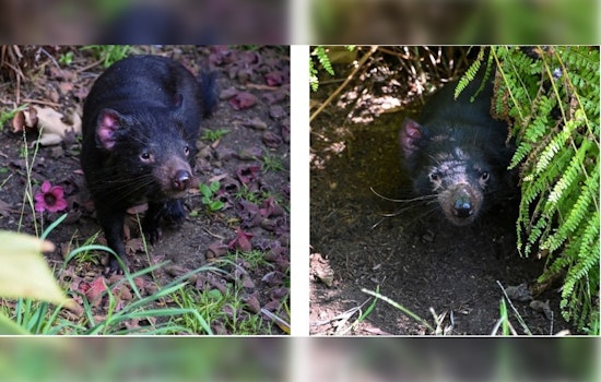 Los Angeles Zoo Celebrates Return of Tasmanian Devils After Five-Year Hiatus