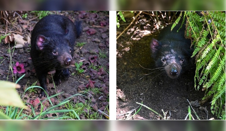 Los Angeles Zoo Celebrates Return of Tasmanian Devils After Five-Year Hiatus