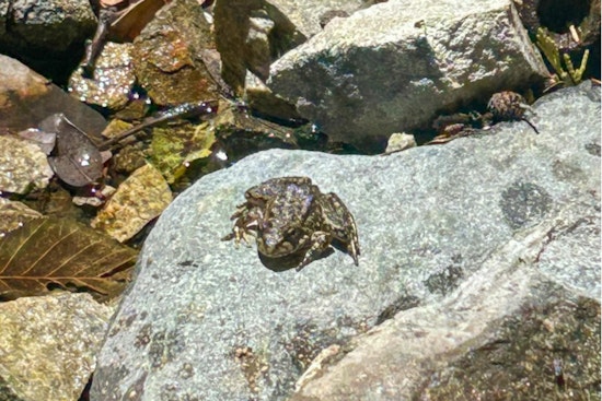 Los Angeles Zoo Releases Nearly 700 Endangered Frogs into the San Gabriel Mountains in Southern California