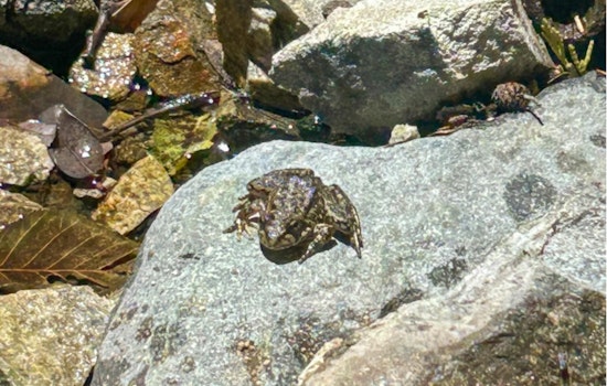 Los Angeles Zoo Releases Nearly 700 Endangered Frogs into the San Gabriel Mountains in Southern California