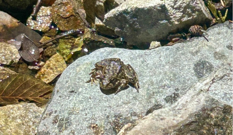 Los Angeles Zoo Releases Nearly 700 Endangered Frogs into the San Gabriel Mountains in Southern California