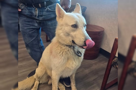 Lost White Shepherd Reunited with Owner in Jackson Township, Stark County