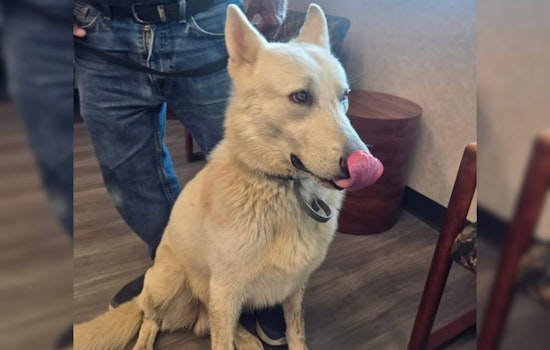 Lost White Shepherd Reunited with Owner in Jackson Township, Stark County