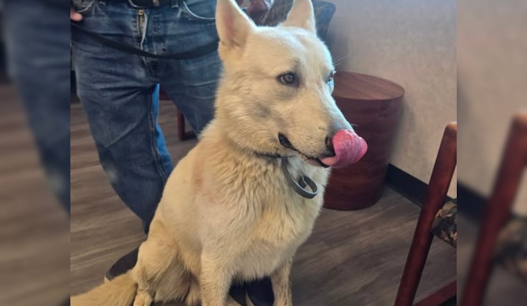 Lost White Shepherd Reunited with Owner in Jackson Township, Stark County