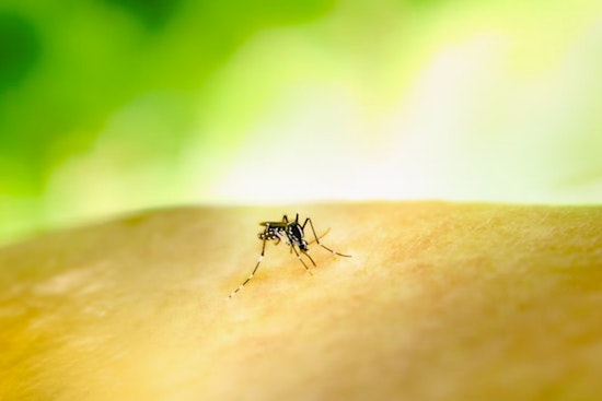 Louisiana Battles West Nile Virus Threat as Mosquitoes Test Positive in Multiple Zones