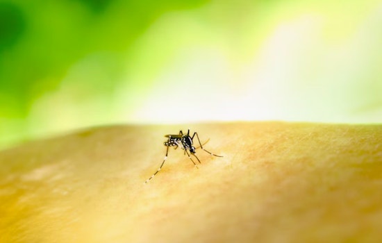 Louisiana Battles West Nile Virus Threat as Mosquitoes Test Positive in Multiple Zones