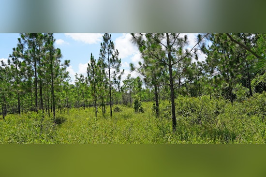 Louisiana Teams Up with Conservation Groups to Revive Longleaf Pine Ecosystems in Evangeline Parish