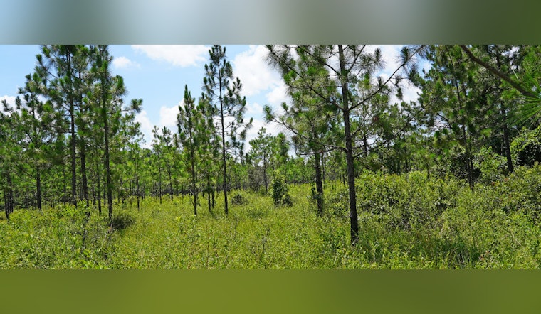 Louisiana Teams Up with Conservation Groups to Revive Longleaf Pine Ecosystems in Evangeline Parish