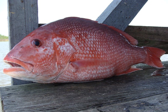 Louisiana's Private Recreational Red Snapper Season Approaches Half of Quota as LDWF Promotes Sustainable Fishing Practices