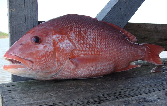 Louisiana's Private Recreational Red Snapper Season Approaches Half of Quota as LDWF Promotes Sustainable Fishing Practices