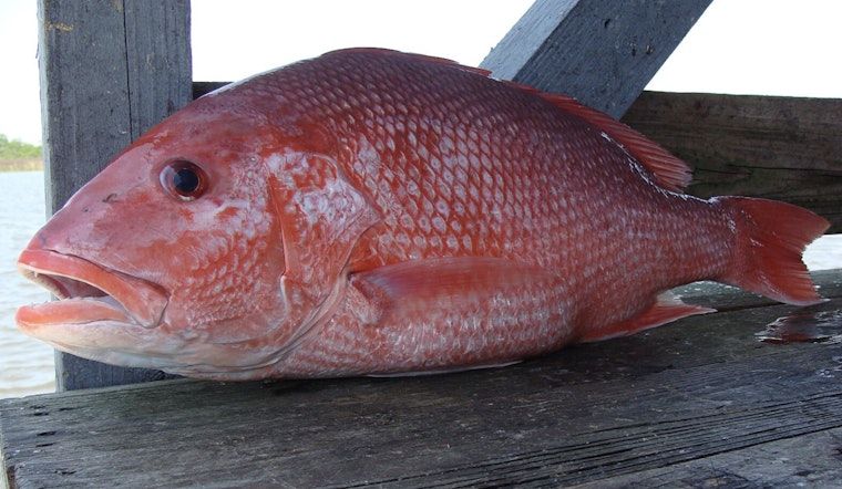 Louisiana's Private Recreational Red Snapper Season Approaches Half of Quota as LDWF Promotes Sustainable Fishing Practices