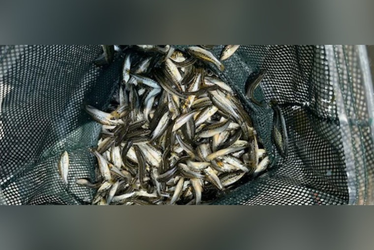 Louisiana's Waters Teem with Potential as 5.3 Million Florida Bass Released Statewide
