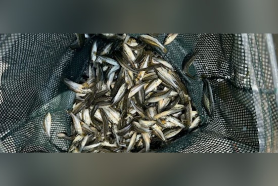 Louisiana's Waters Teem with Potential as 5.3 Million Florida Bass Released Statewide