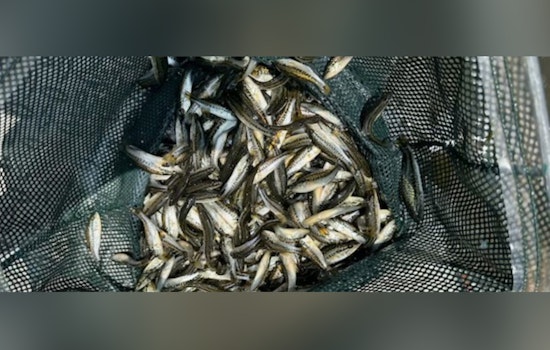 Louisiana's Waters Teem with Potential as 5.3 Million Florida Bass Released Statewide