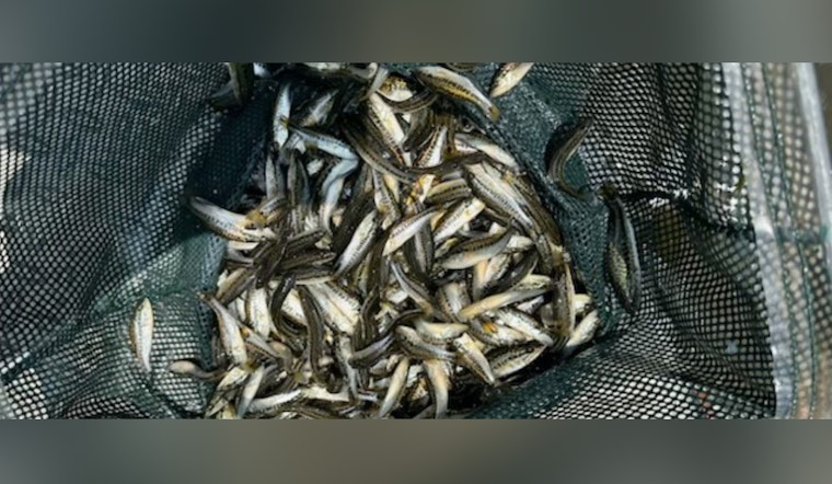 Louisiana's Waters Teem with Potential as 5.3 Million Florida Bass Released Statewide