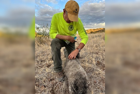 Loyal Dog Found by Rescue Team Beside Deceased Owner in Arizona Desert