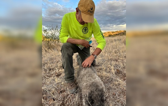 Loyal Dog Found by Rescue Team Beside Deceased Owner in Arizona Desert