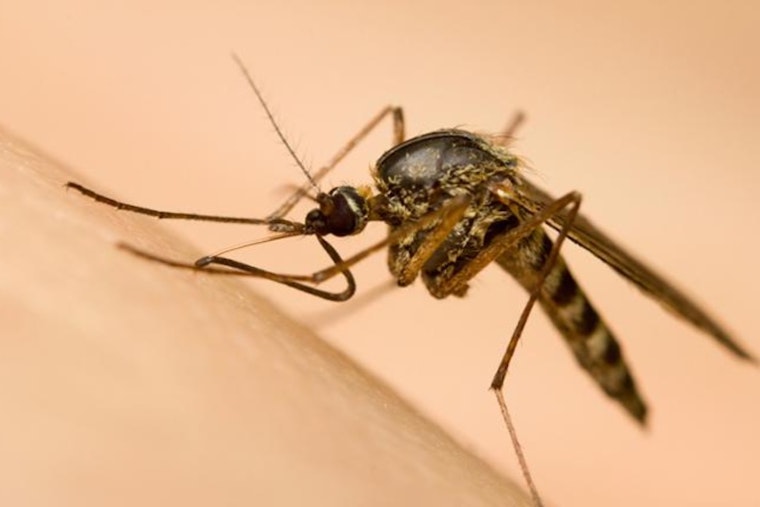 Macomb County Health Department Reports First Detection of West Nile Virus in Mosquitoes This Season