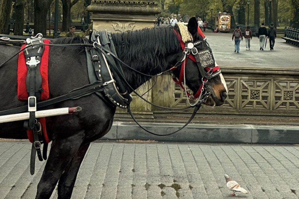 Manhattan Carriage Driver Charged with Animal Cruelty Over Incident Involving Collapsed Horse in Central Park
