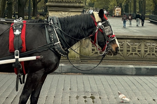 Manhattan Carriage Driver Charged with Animal Cruelty Over Incident Involving Collapsed Horse in Central Park