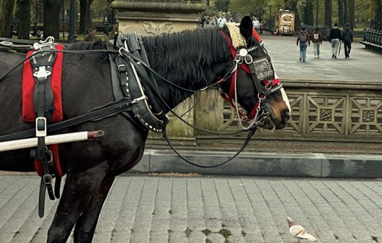 Manhattan Carriage Driver Charged with Animal Cruelty Over Incident Involving Collapsed Horse in Central Park