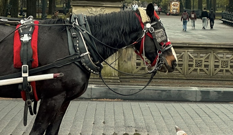 Manhattan Carriage Driver Charged with Animal Cruelty Over Incident Involving Collapsed Horse in Central Park