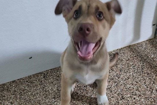 Mankato Officials Seek Owner of Lost Shepard Puppy Found Near Holiday Inn Express