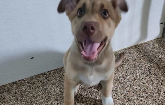 Mankato Officials Seek Owner of Lost Shepard Puppy Found Near Holiday Inn Express