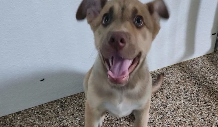 Mankato Officials Seek Owner of Lost Shepard Puppy Found Near Holiday Inn Express
