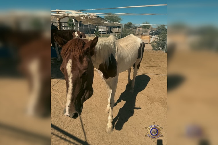 Maricopa County Sheriff's Office Seizes Neglected Horses Near Rainbow Valley; No Arrests Made Yet