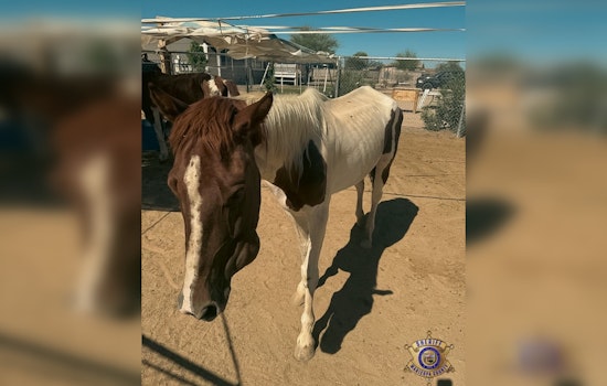 Maricopa County Sheriff's Office Seizes Neglected Horses Near Rainbow Valley; No Arrests Made Yet