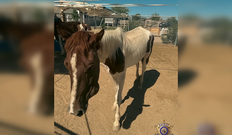 Maricopa County Sheriff's Office Seizes Neglected Horses Near Rainbow Valley; No Arrests Made Yet