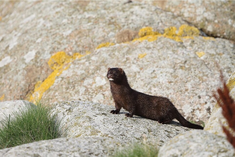 Massillon Mink Farm Targeted: 2,000 Mink Released in Suspected Animal Rights Attack