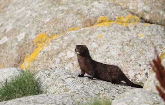Massillon Mink Farm Targeted: 2,000 Mink Released in Suspected Animal Rights Attack