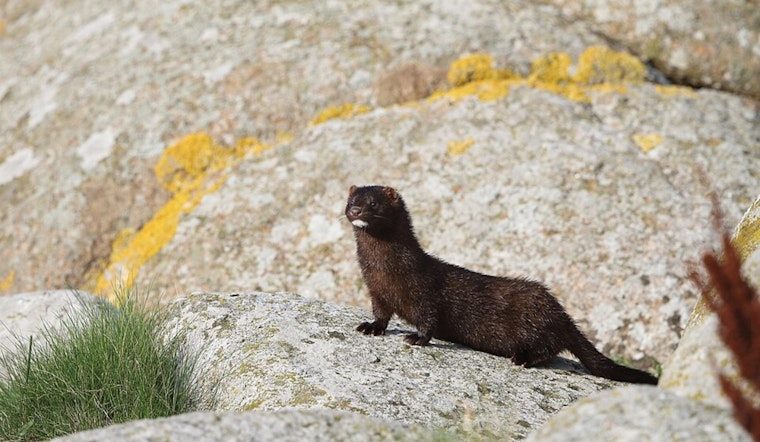Massillon Mink Farm Targeted: 2,000 Mink Released in Suspected Animal Rights Attack