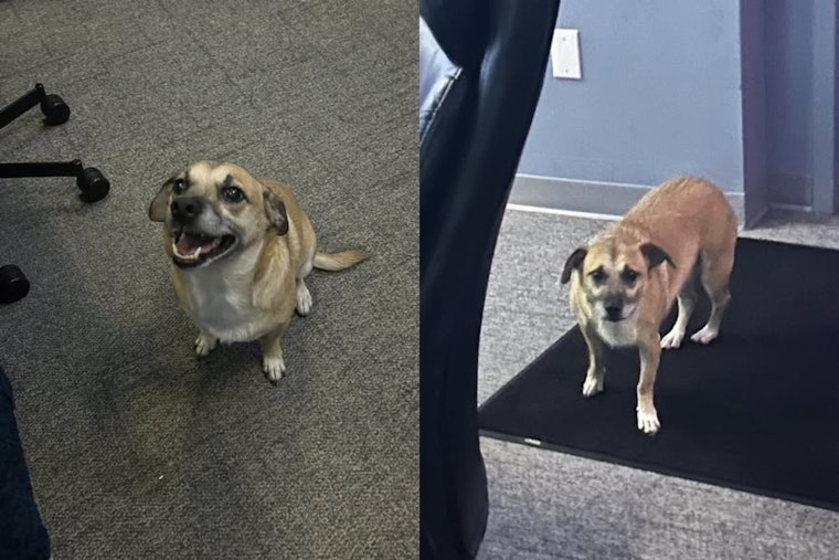 Mayfield Heights Police Seek Owner of Lost Dog Found Near Chelmsford and Mayfield Rd.