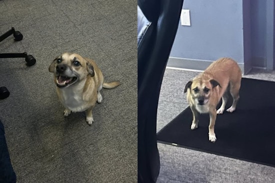 Mayfield Heights Police Seek Owner of Lost Dog Found Near Chelmsford and Mayfield Rd.