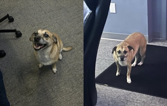 Mayfield Heights Police Seek Owner of Lost Dog Found Near Chelmsford and Mayfield Rd.
